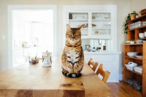 Co zrobić, by kot nie drapał mebli?