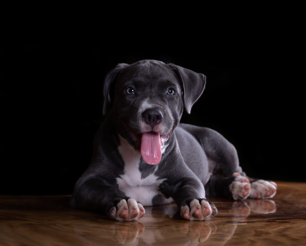 Amstaff - american staffordshire terrier | Zoonews.pl