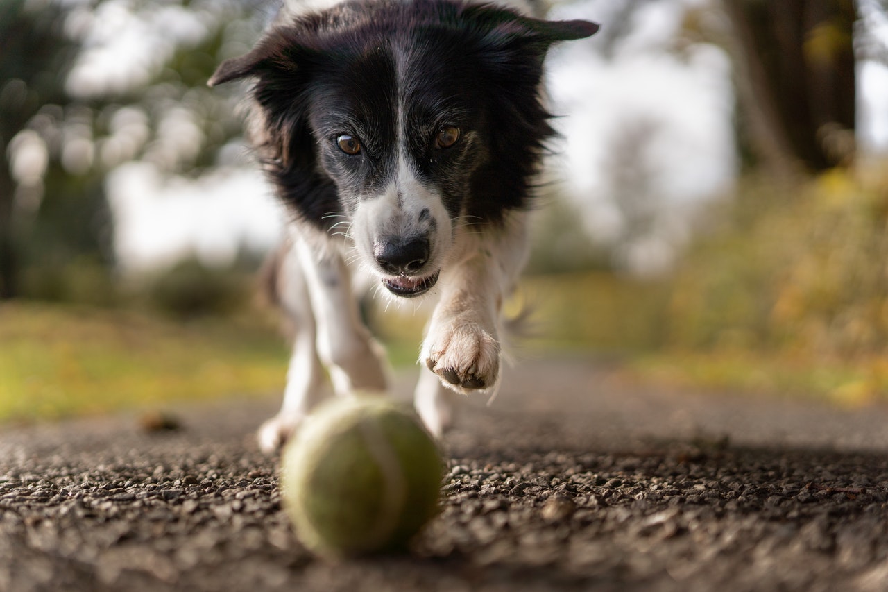 border collie