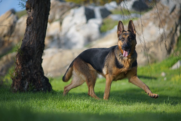 Owczarki niemieckie to bardzo inteligentne psy szybko przyswajające treningowe polecenia.