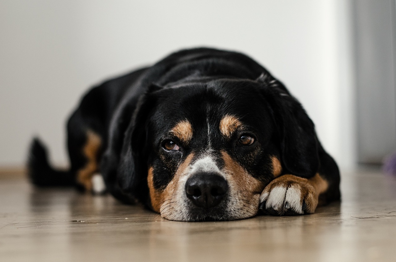 Skręt żołądka u psa – przyczyny, objawy, leczenie