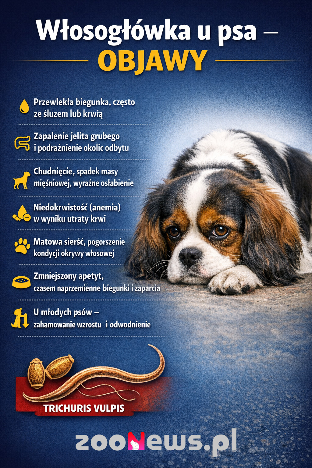 Włosogłówka u psa infografika