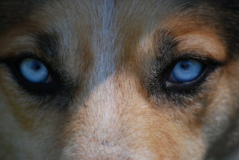 Jak widzi pies – czy psy widzą kolory?