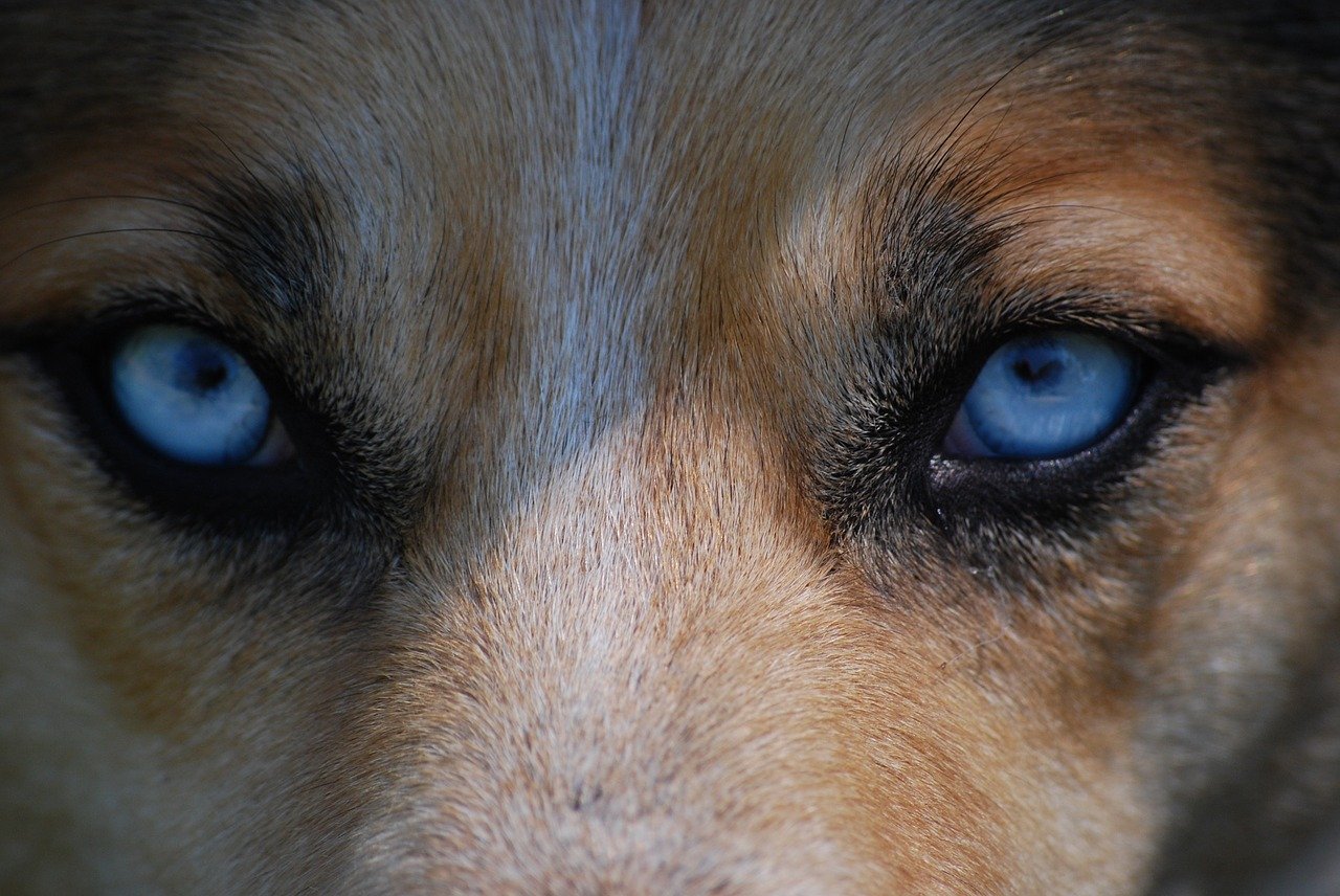 Jak widzi pies – czy psy widzą kolory?  - ZOONEWS.PL