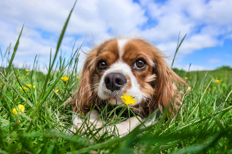 Dlaczego pies je trawę? CO ZROBIĆ, CZY TO NIEBEZPIECZNE?