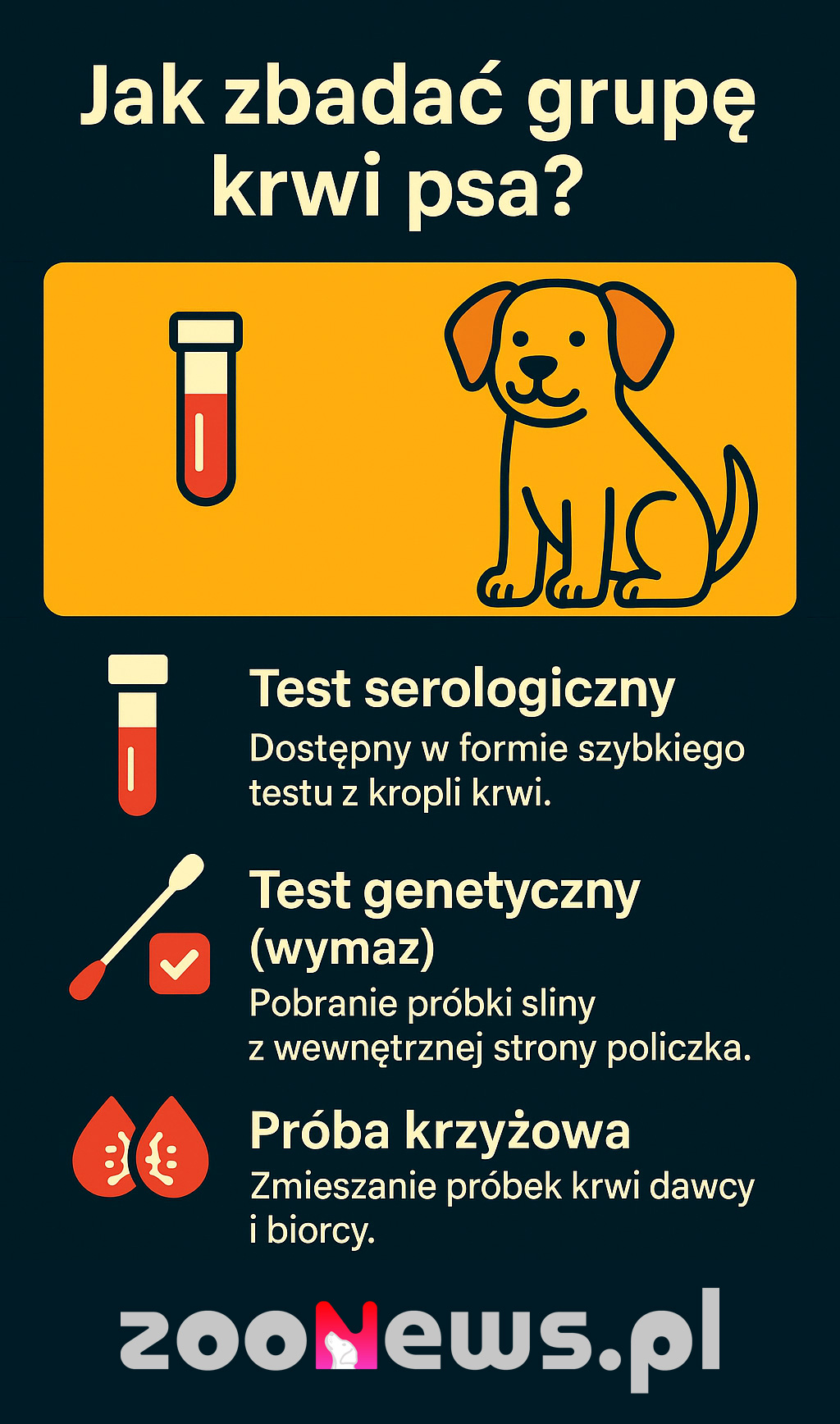 Grupy krwi u psa infografika
