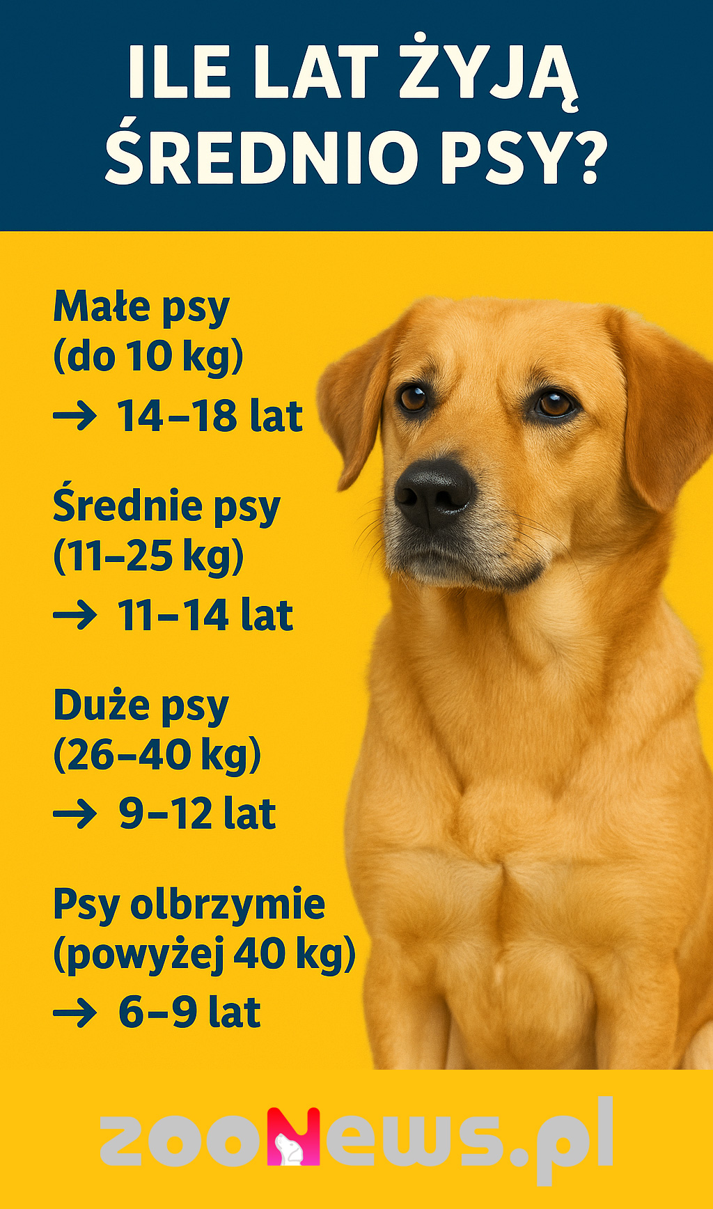 Ile lat żyją psy infografika