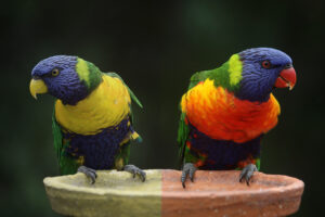 Koty widzą inaczej niż ludzie i psy