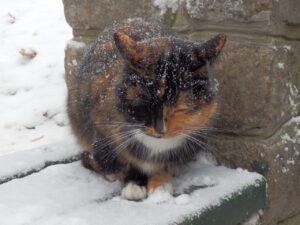 Jak pomóc kotom wolno żyjącym zimą?