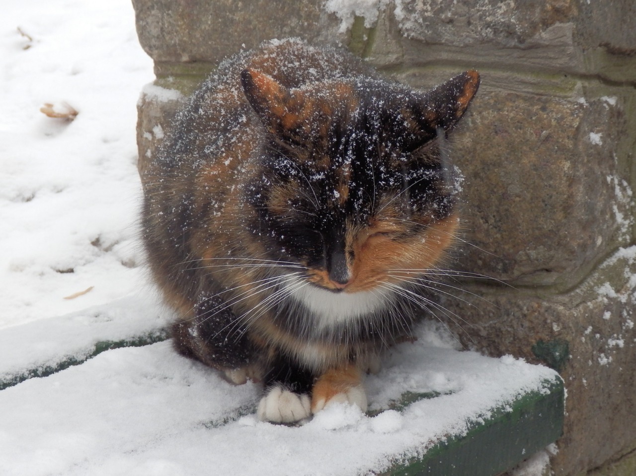 Bezdomne koty - jak pomóc kotom wolno żyjącym zimą?