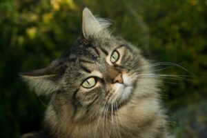 Kot norweski leśny – cena, zdrowie, hodowla
