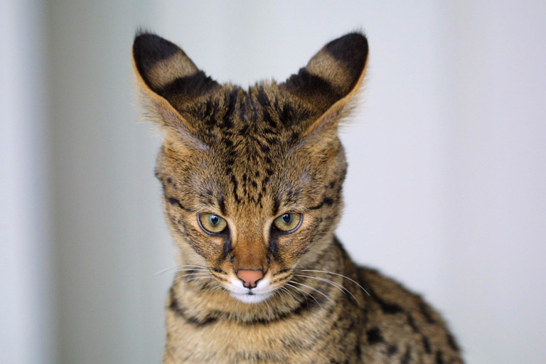 Savannah to rasa kotów domowych będąca krzyżówką kota domowego z dzikim serwalem.