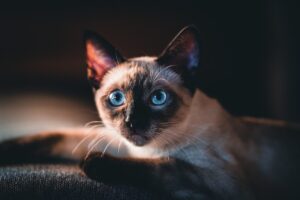 Oczy kotów syjamskich