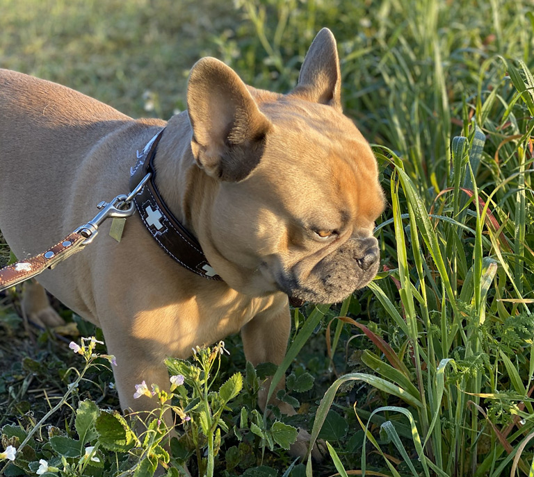 Dlaczego pies je trawę? Bo ma robaki