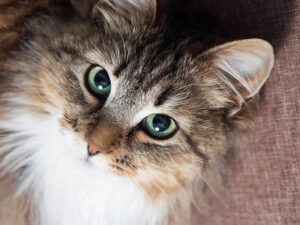 Superfood dla kota – na czym polega ich wyjątkowość?