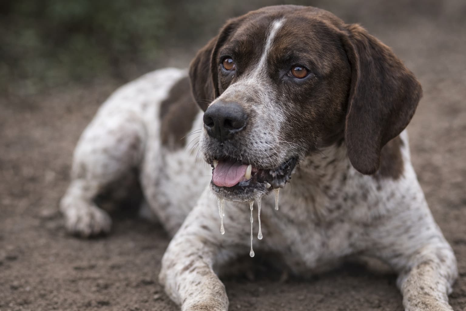 Kluczowe objawy wścieklizny u psa