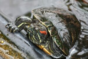 Żółw wodno-lądowy – hodowla, akwaterrarium, żywienie