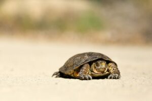 Hodowla żółwi – mity związane z żółwiami