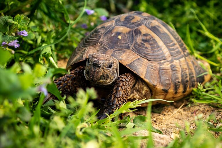 Żółw lądowy – hodowla, terrarium, żywienie
