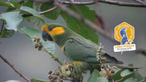 Versele-Laga i Fundacja Loro Parque ratują zagrożone gatunki