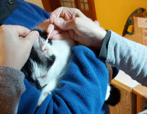 Portica pomaga Kociemu Gnieznu