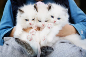 Ciąza u kotów - ile trwa