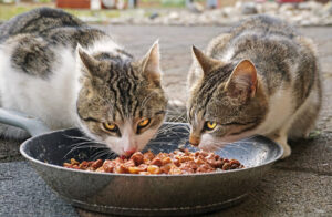 Dwa koty jedzące z jednej miski