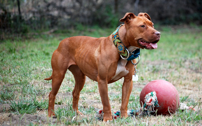 Pitbull pies z piłką