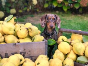 Jakie owoce może jeść pies, a jakich unikać?