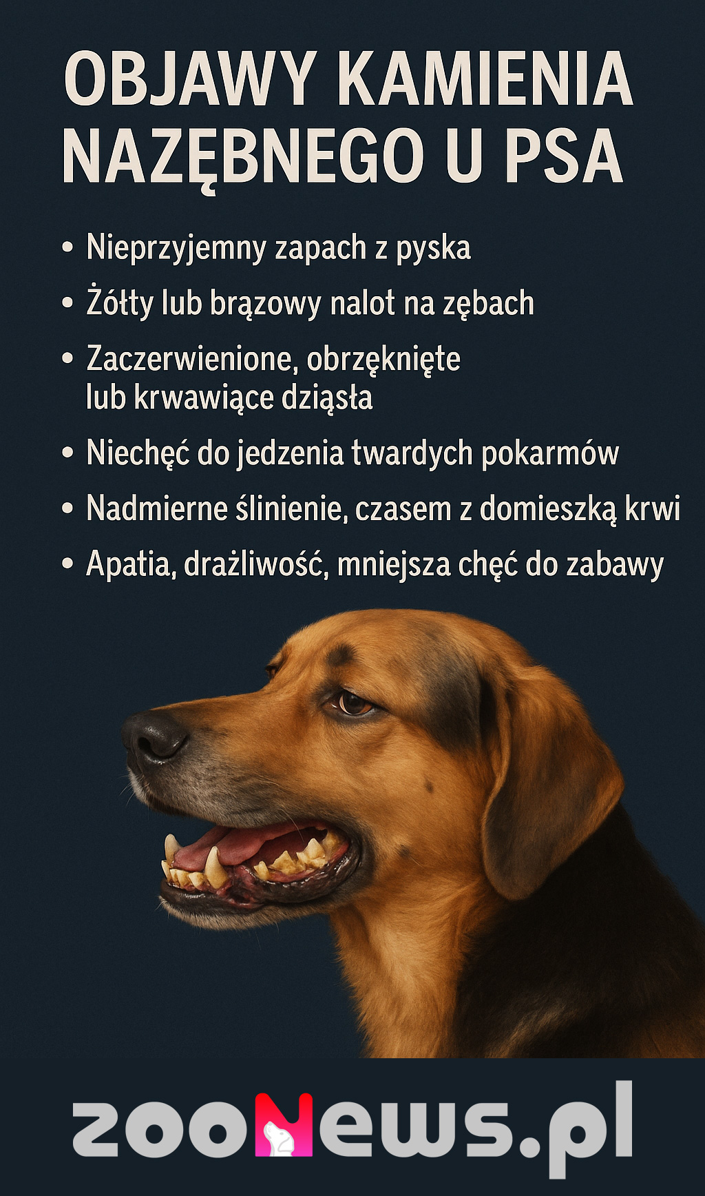 Kamień nazębny u psa infografika