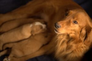 Karmy bozita dla szczeniąt i suk karmiących