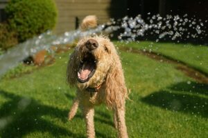 Pie pije wodę z węża ogrodowego na trawniku