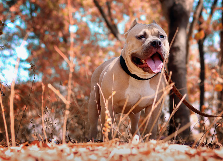 Amerykański pitbulterier – pitbull pies – opis rasy