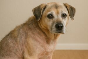 Wyapdanie sierści u psa