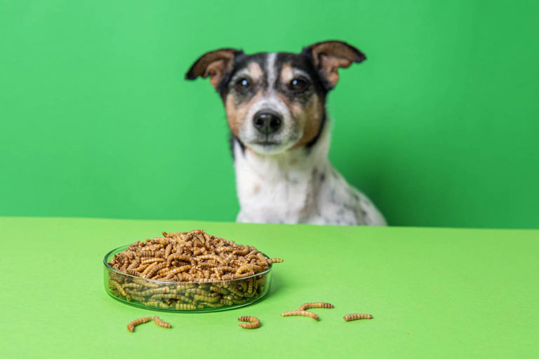 Alergia pokarmowa u psa – przyczyny, rozpoznanie, dieta