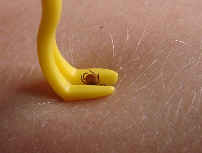 Haczyk do usuwania kleszcza u psa