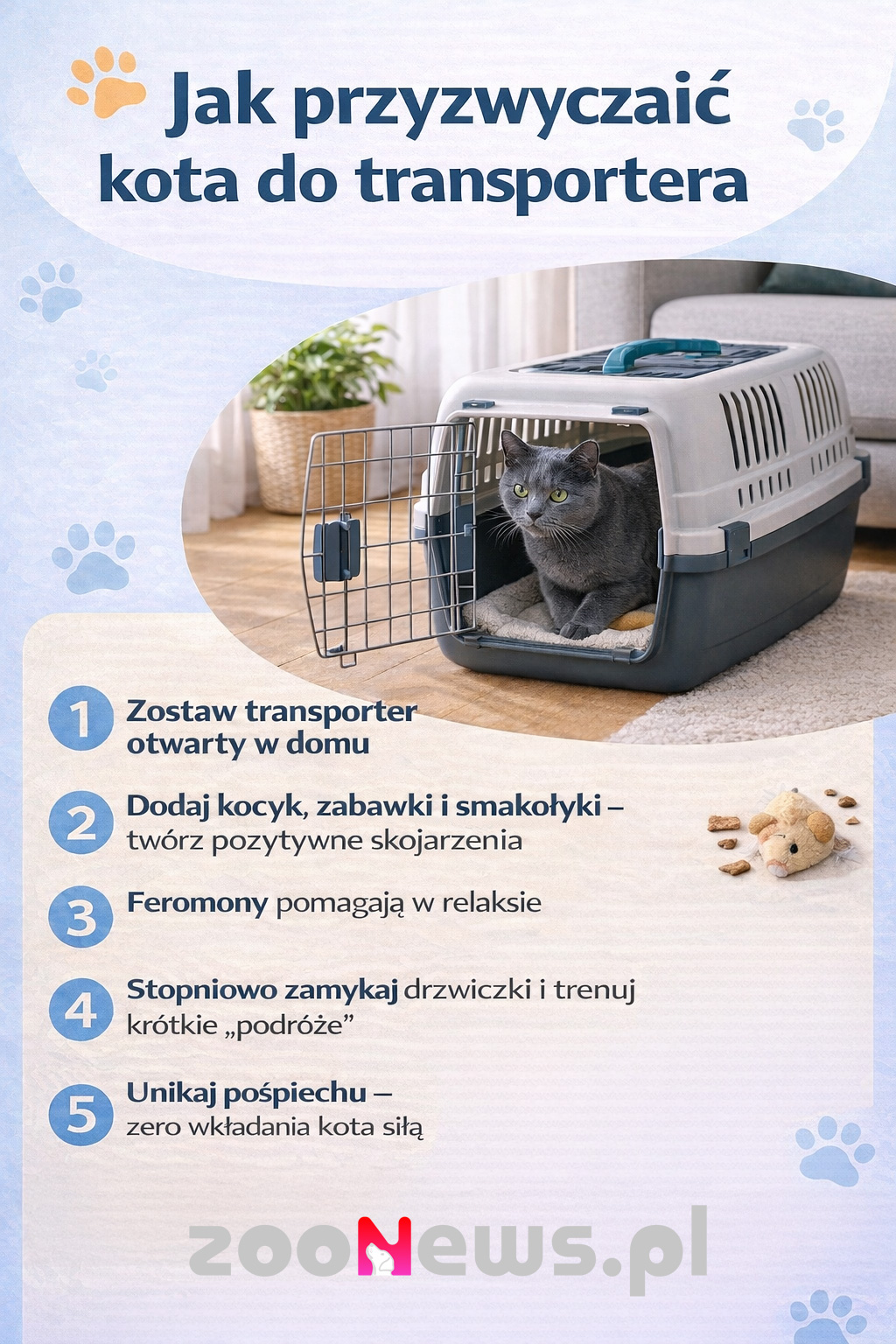 Jak przyzwyczaić kota do transportera infografika