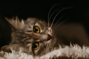 Jakie imię wybrać dla kota?