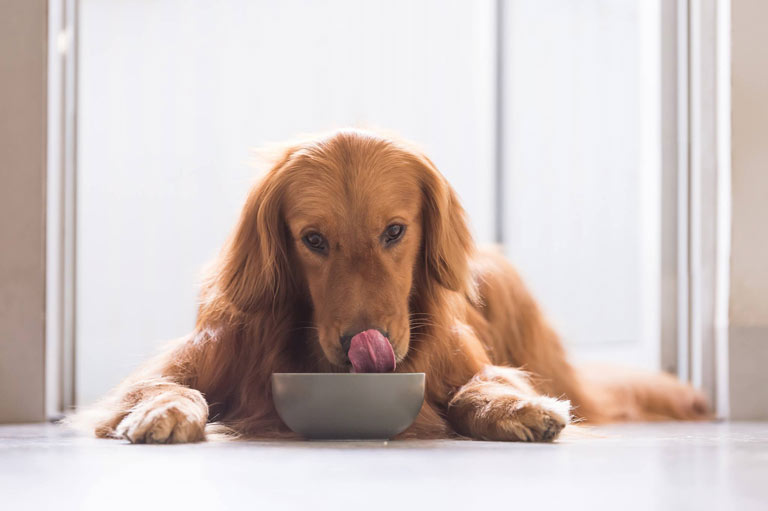 Jaka jest faktyczna zawartość mięsa w karmach dla psów?