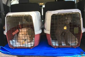 Etapy nauki podróżowania kota w transporterze