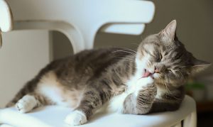 Zakłaczenie u kota – pilobezoary