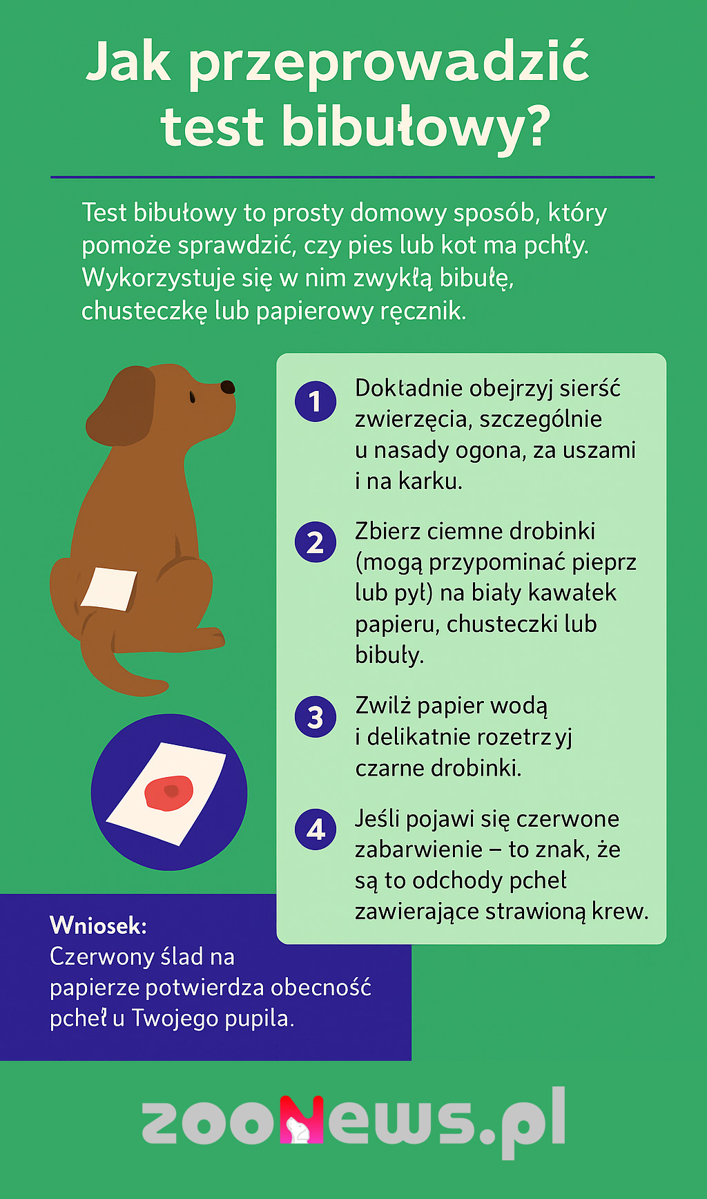test bibułowy na pchły infografika