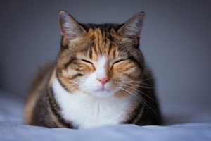 Chora wątroba u kota – objawy, leczenie, karma