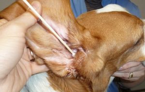 Jak czyścić uszy psu – czym, jak często?