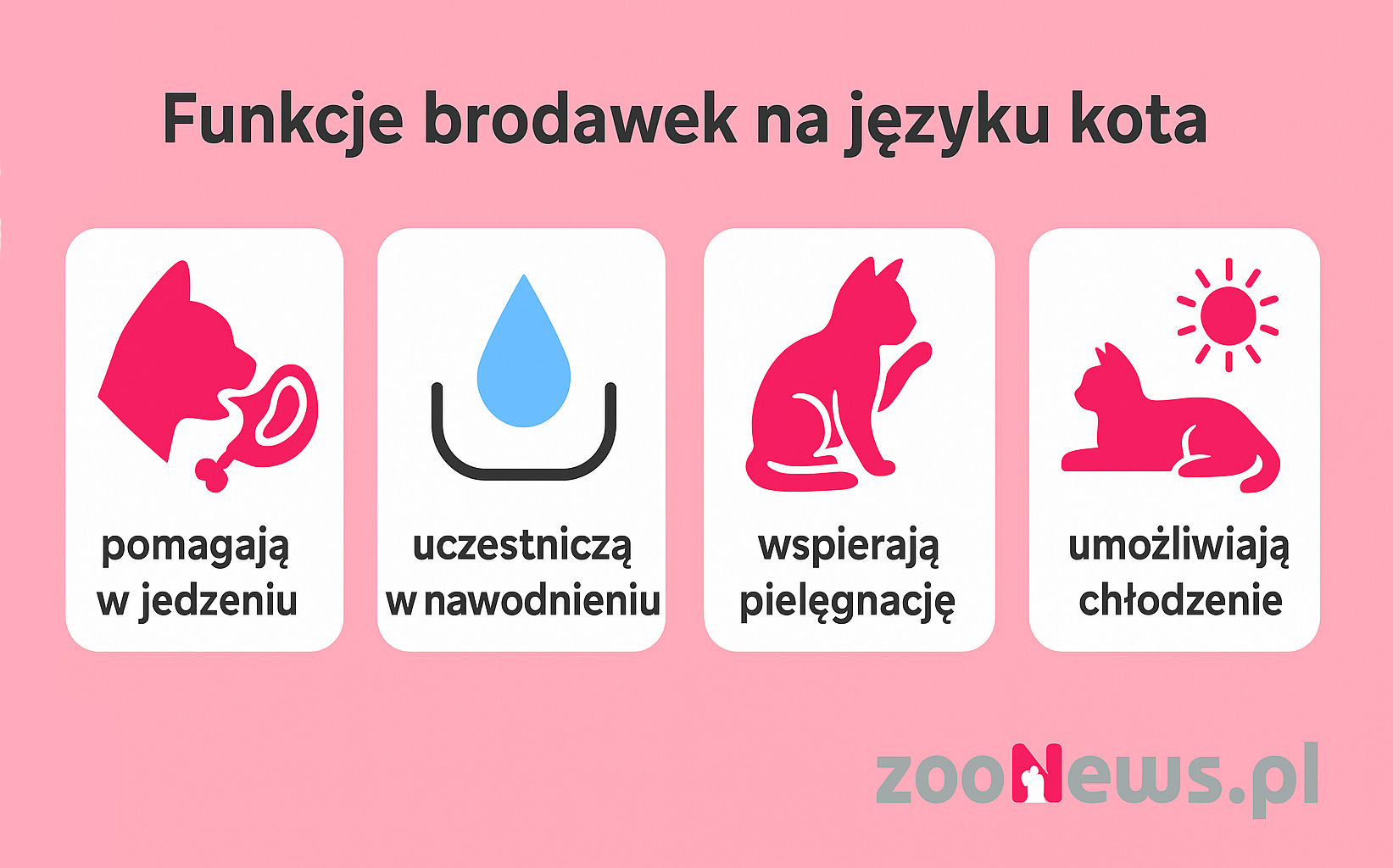 Funkcje brodawek na języku kota infografika