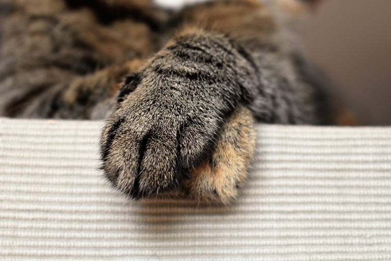 Ile palców ma kot?