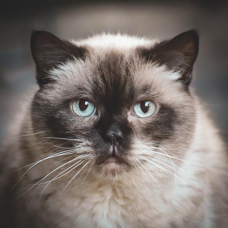 • koty balijskie mają wyłącznie niebieskie oczy
