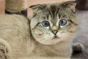 Kot szkocki zwisłouchy – Scottish Fold – zdrowie, charakter, cena