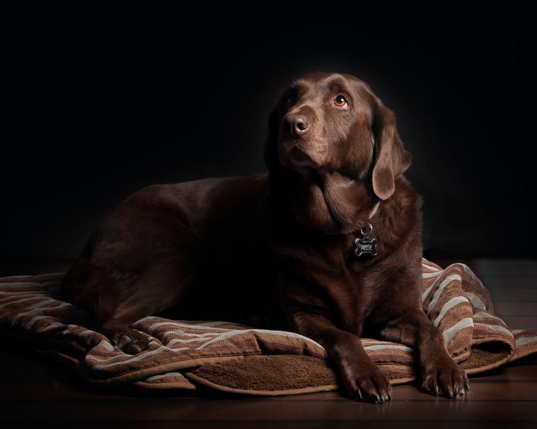 Labrador retriever – wychowanie, charakter, zdrowie