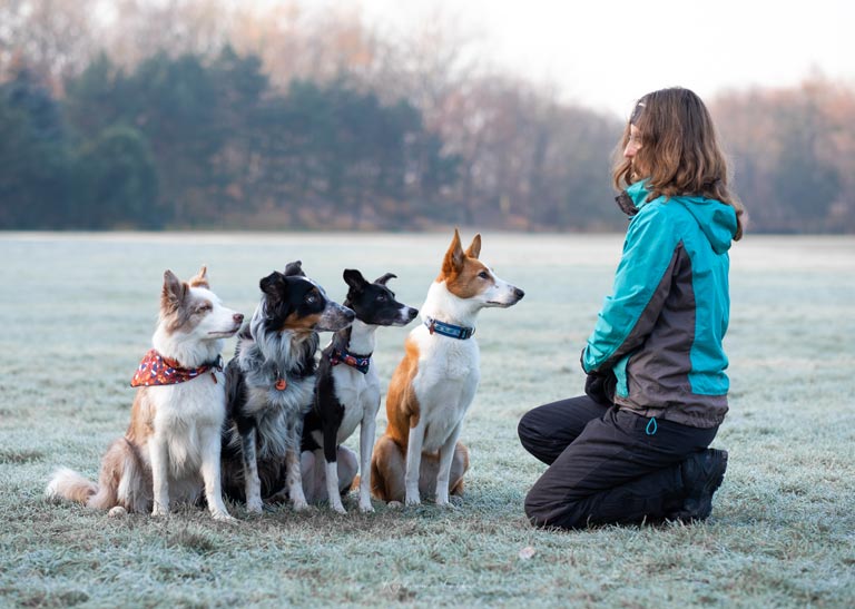 Szkolenie psa z posłuszeństwa – metody pozytywnych wzmocnień